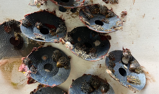 Oyster Shortage in French Polynesia (and a Possible Solution)