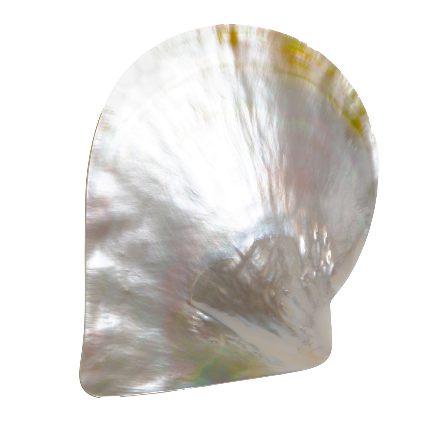 Australian South Sea Mother-of-Pearl Shell